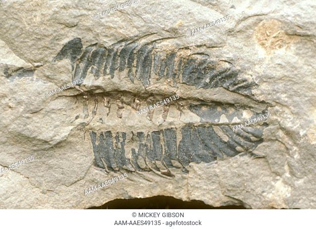 Trilobite Burgess Shale Fossil Bed, Yoho N.P. B.C. Canada