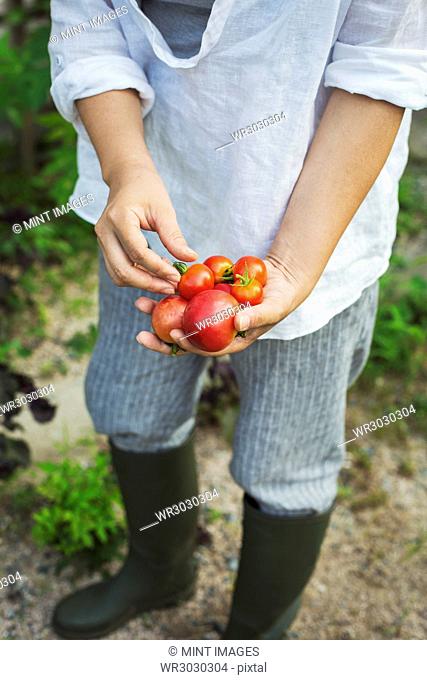 High angle view of operson wearing Wellington boots standing outdoors, holding freshly picked tomatoes