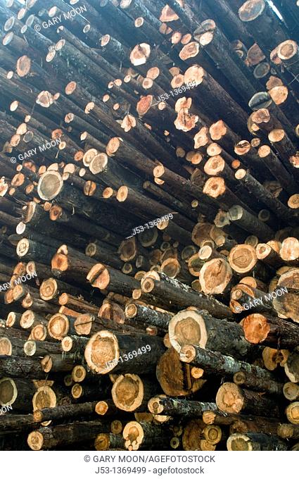 Huge pile of softwood logs at sawmill, Eureka, California