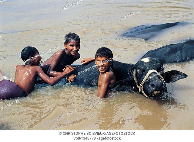 Pakistan, Punjab, Multan region, Children bathing with buffaloes in an irrigation canal