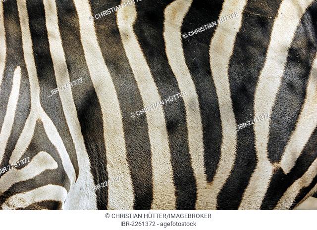 Chapman's zebra (Equus quagga chapmani syn. Equus burchellii chapmani), detail of the coat, native to Africa, captive, Germany, Europe