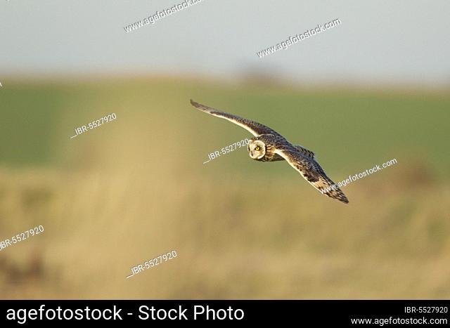 Short-eared owl (Asio flammeus) adult, in flight, hunting over rough grassland, Isle of Sheppey, Kent, England, United Kingdom, Europe