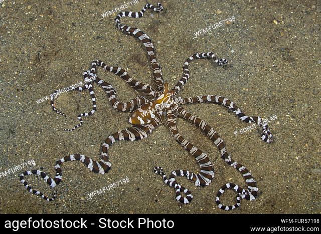 Wunderpus Octopus, Wunderpus photogenicus, Ambon, Indonesia