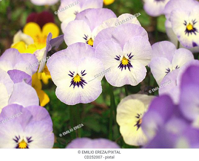 Pansies (Viola sp.)