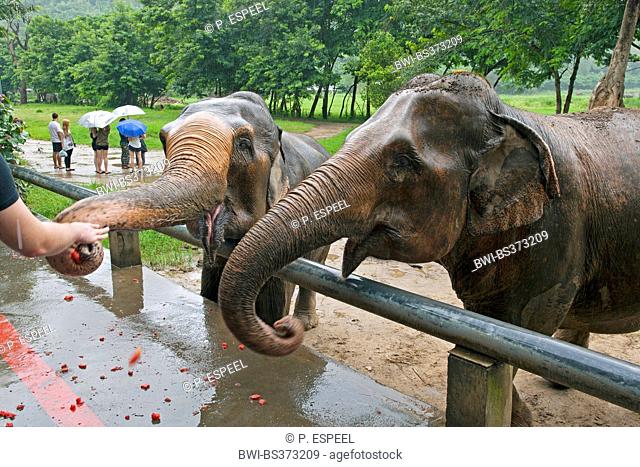 Asiatic elephant, Asian elephant (Elephas maximus), tourists feeding elephants in the rain, Thailand, Elephant Nature Park, Chiang Mai