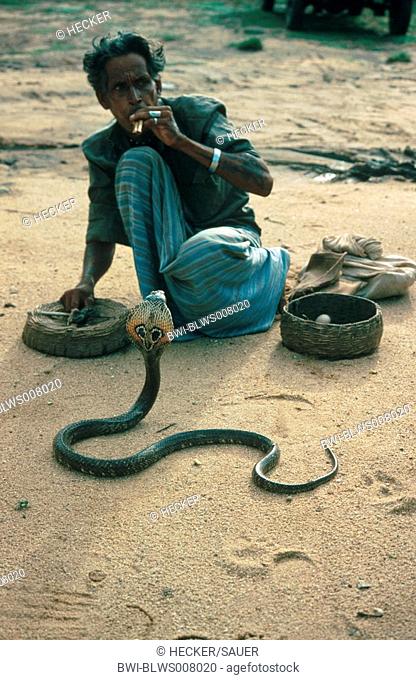 common cobra, Indian cobra Naja naja, with snake-charmer