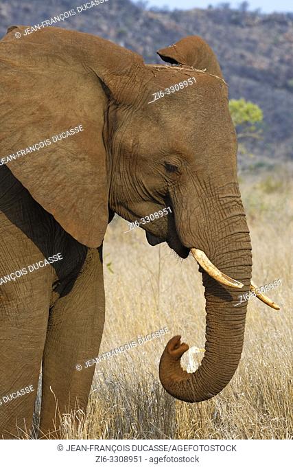 African bush elephant (Loxodonta africana), elephant cow feeding on dry grass, a cattle egret (Bubulcus ibis) standing at his side, Kruger National Park