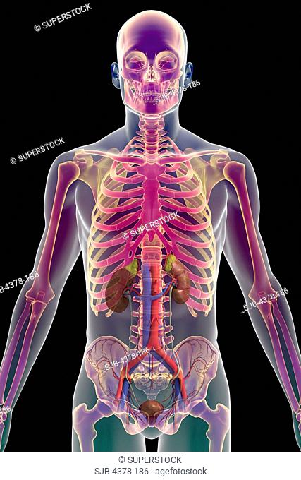 Stylized front view of the male torso with the skeleton, urinary system and it's major blood vessels