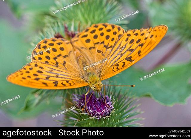 Schmetterlingsfotografie - Prächtiger Kaisermantel auf Distelblüte sitzend
