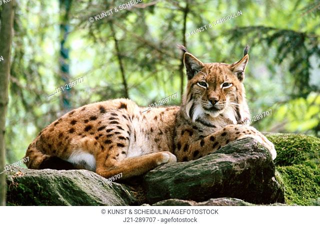Lynx (Felis lynx). Bavarian Forest. Bavaria, Germany