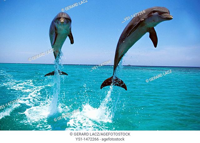 Bottlenose Dolphin, tursiops truncatus, Adults Leaping, Honduras