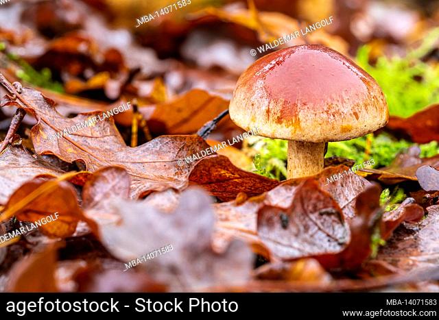 the world of the inconspicuous, close-up of mushrooms