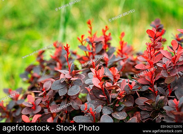 Leaves On Bush Of Berberis Thunbergii In Soft Sunlight Flare. The Japanese Barberry, Thunberg's Barberry Or Red Barberry