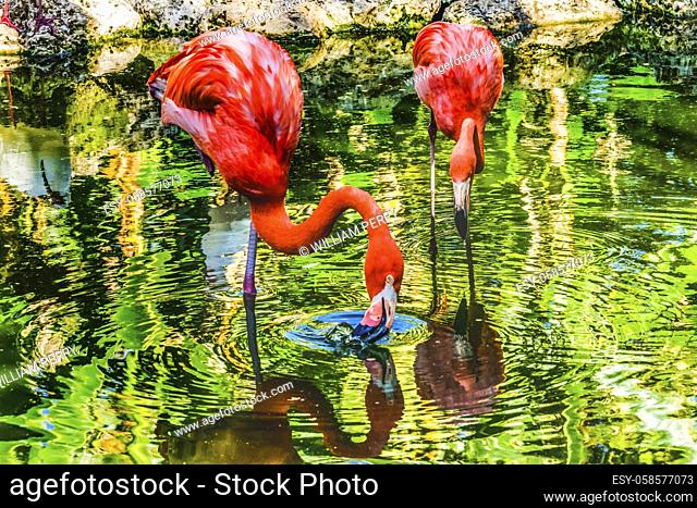 Colorful Orange Pink American Caribbean Flamingos Florida Phoenicopterus ruber Native to Florida