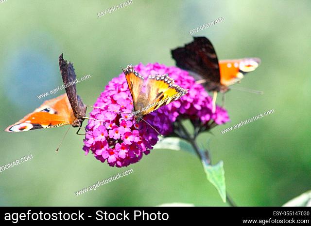 three butterflies visit purple flower  drei Schmetterlinge besuchen lila Blüte