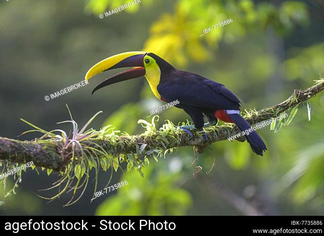 Swainson's toucan (Ramphastos swainsonii), Laguna del Lagarto Eco-Lodge, San Carlos, Alajuela Province, Costa Rica, Central America