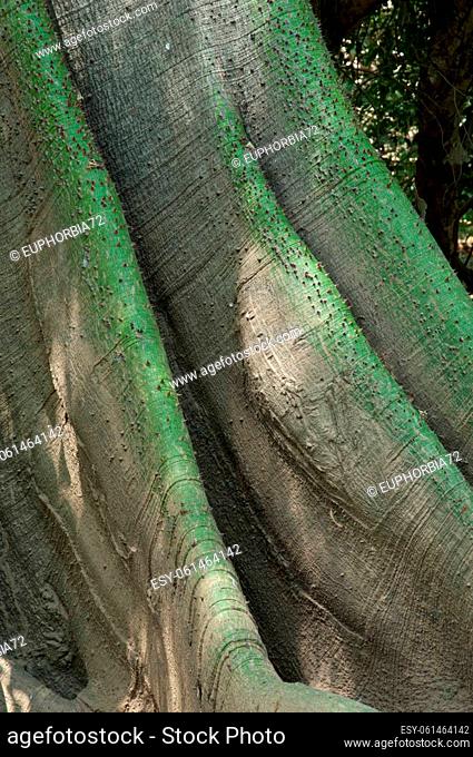 Kapop (Ceiba pentandra var. guineensis). Niokolo Koba National Park. Tambacounda. Senegal