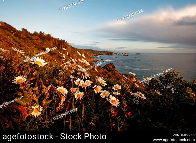 Flowers in the foreground of a beautiful sunset at a rocky beach in Northern California