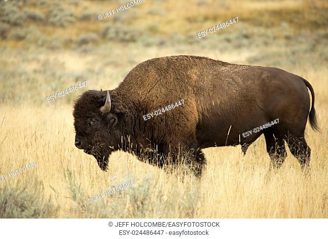 Single large bison, side view, grazing on grasses in the plains of the Lamar Valley in Yellowstone National Park, Wyoming