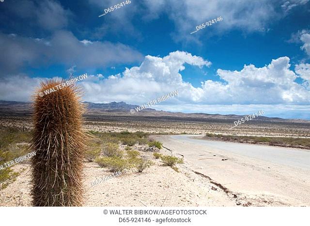 Argentina, Salta Province, Valles Calchaquies, Payogasta, Parque Nacional Los Cardones, RP 33, Candelabra Cactus, euphorbia trigona, Road to Cachi