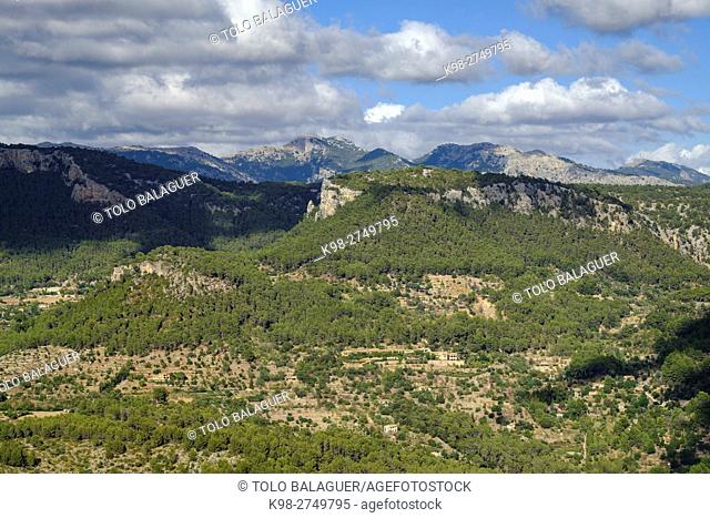 Son Cabaspre Pinewood, Esporles. Puig des Teix , 1064 mt, Majorca, Balearic Islands, Spain