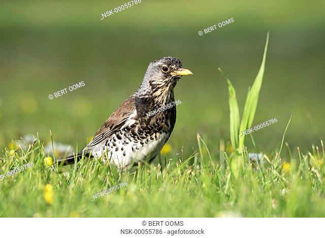 Fieldfare (Turdus pilaris) in low angle view in grassland with white clover (Trifolium repens) and Buttercup (Ranunculus sp.), Norway, Buskerud, Royse