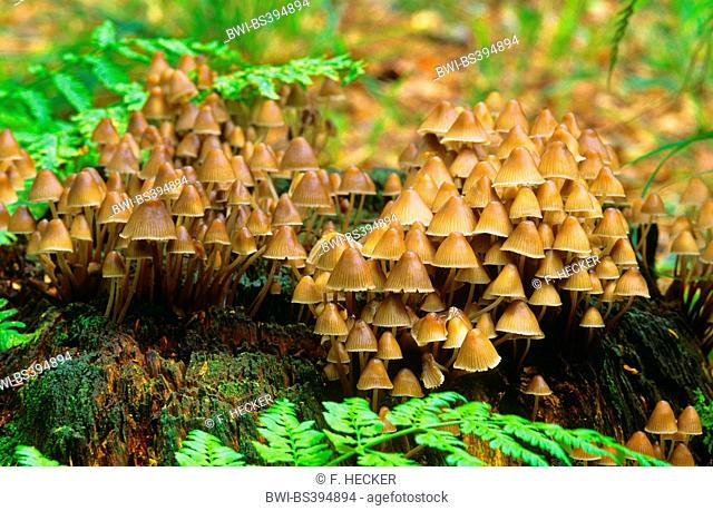 bonnet, mycena, helmet (Mycena spec), group of mushrooms on deadwood, Germany