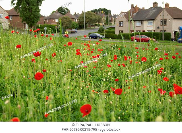 Corn Poppy Papaver rhoeas flowering mass, planted in city housing estate, Parson Cross, Sheffield, South Yorkshire, England, may