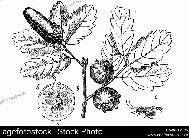 Gall nut, oak nut, marble gall wasp (Andricus kollari) Quercus robur. Excrescence produced in various parts of plants, such as buttons