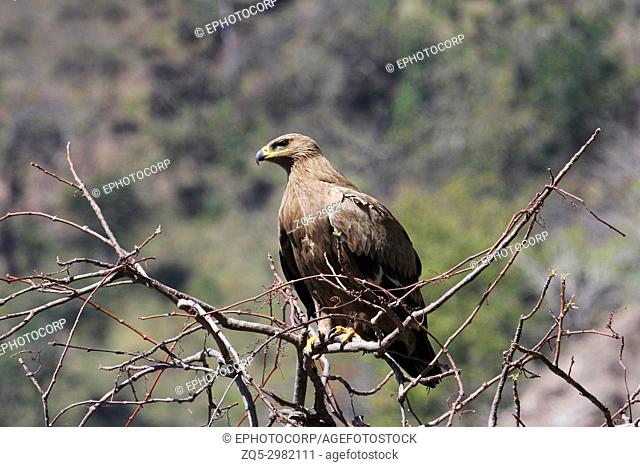 Steppe Eagle, Aquila nipalensis, Mukteshwar, Uttarakhand, India