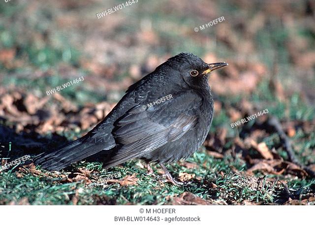 blackbird Turdus merula, Dez 97
