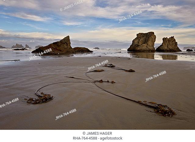 Bull kelp seaweed, Bandon Beach, Oregon, United States of America, North America