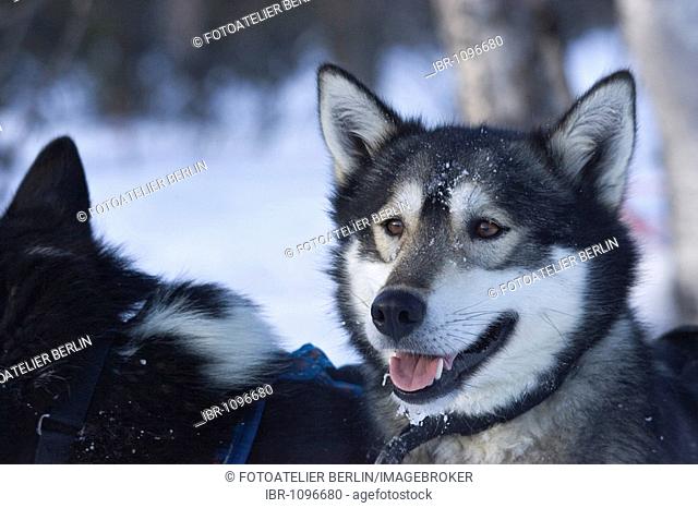 Sled dogs on a sled dog tour in Kiruna, Sweden