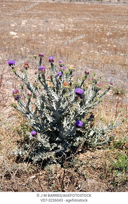Cottonthistle (Onopordum macracanthum) is a biennial herb native to southern and eastern Spain and northwestern Africa. This photo wsa taken in Cabo de Gata...