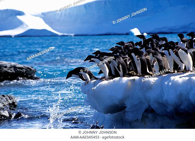 Adelie Penguins (Pygoscelis adeliae) Laurie I., South Orkneys Is., Antarctica