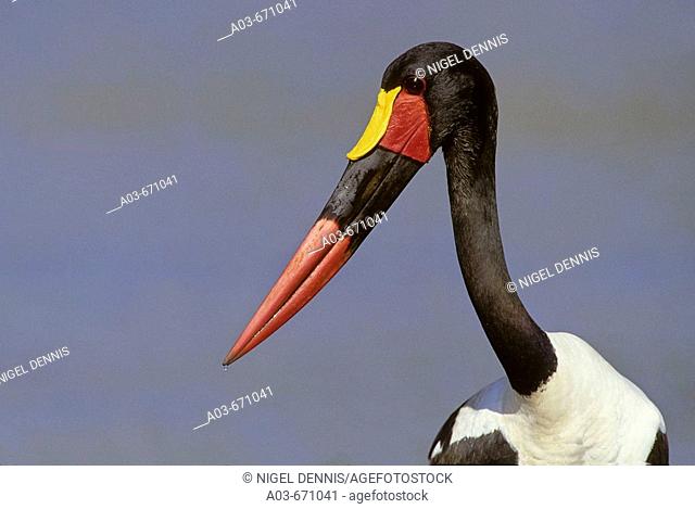Saddlebilled Stork, Ephippiorhynchus senegalensis, Kruger National Park, South Africa