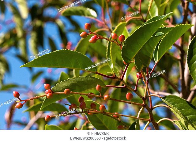 Portugal laurel Prunus lusitanica, fruits