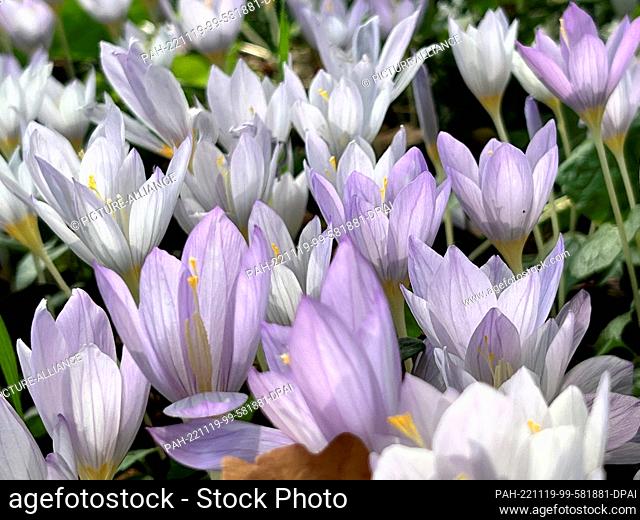 06 October 2022, Berlin: Autumn crocus blooms on a grassy strip in the Steglitz district of Berlin. Photo: Stephanie Pilick/dpa. - Berlin/Germany