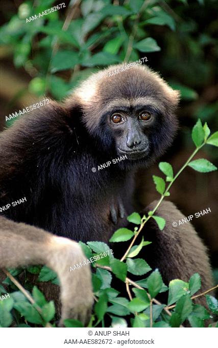 Mueller's / Grey gibbon (Hylobates muerlleri) found in East Borneo, captive