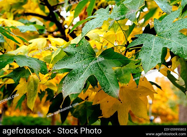 Background of multicolored leaves in morning light. Colorful autumn leaves background