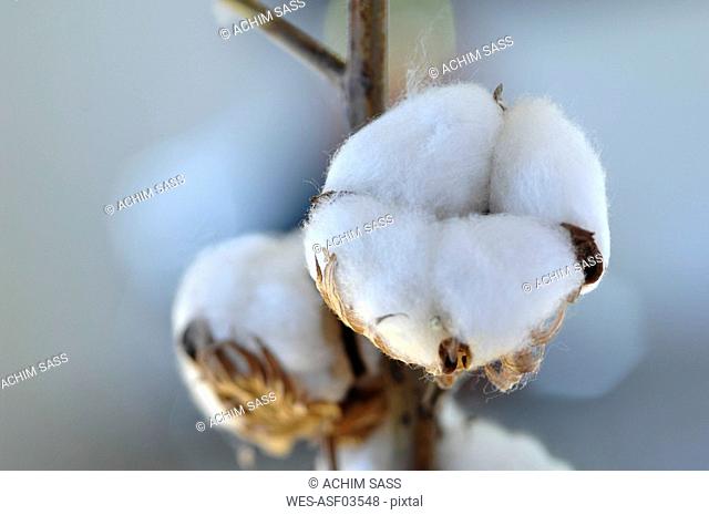 Cotton boll stem Gossypium close-up