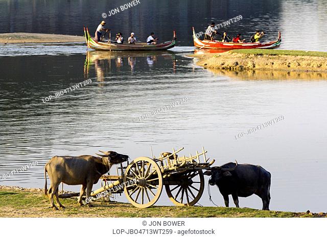 Myanmar, Mandalay, Lake Taungthaman. Tourist boats and a bullock cart on Taungthaman Lake in Myanmar