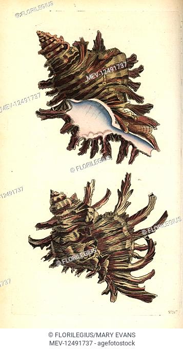 Branched murex, Chicoreus ramosus (Murex ramosus). Illustration drawn and engraved by Richard Polydore Nodder. Handcoloured copperplate engraving from George...