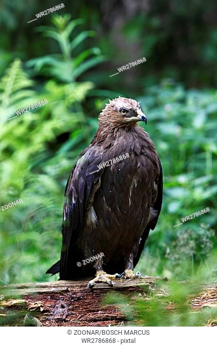 lesser spotted eagle