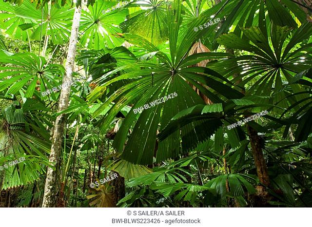 Licuala Fan Palm Licuala ramsayi, dense stand of Licuala Fan Palms in lush tropical rainforest, Australia, Queensland, Wet Tropics World Heritage Area