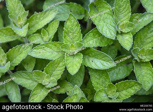 Mentha plant - Mint, variety called Hilarys Sweet Lemon