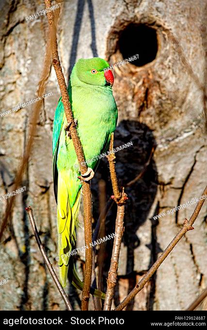 Collared Parakeet (Psittacula krameri) in the Schlosspark Biebrich, Wiesbaden, Hessen, Germany | usage worldwide