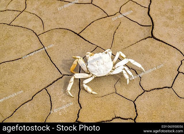 Top view of dead crab skeleton at mud cracked surface patterned ground