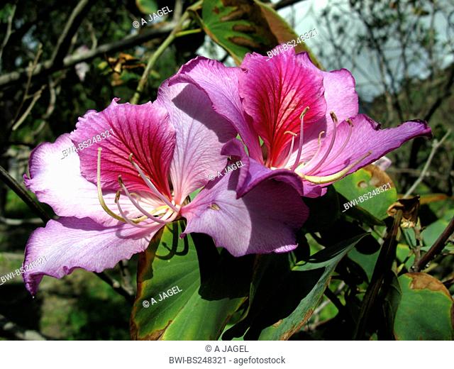 Mountain Ebony, Orchid Tree Bauhinia variegata, flowers, Canary Islands, Gomera