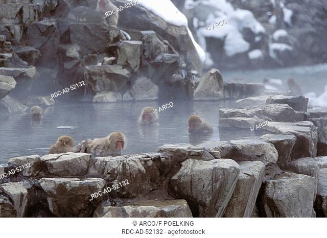 Japanese Macaque in hot spring Joshin-Etsu Kogen national park Japan Macaca fuscata